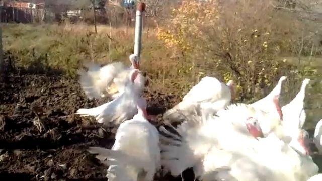 Выгул индюков