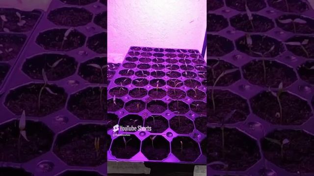 ПЕРЕЦ СЛАДКИЙ! БЫСТРО ВЗОШЁЛ! 🌱🌱🌱