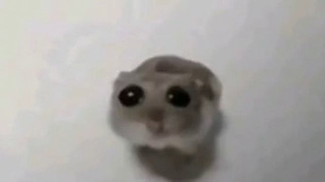 Грустный хомяк мем #мем #эх