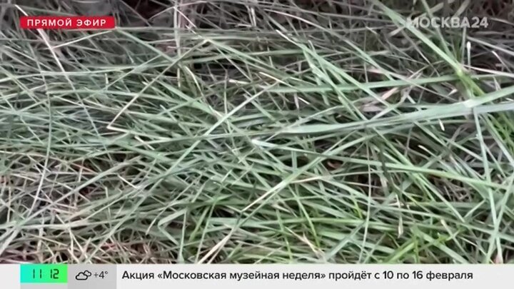Москвичи показали кадры с позеленевшей травой в Беговом районе