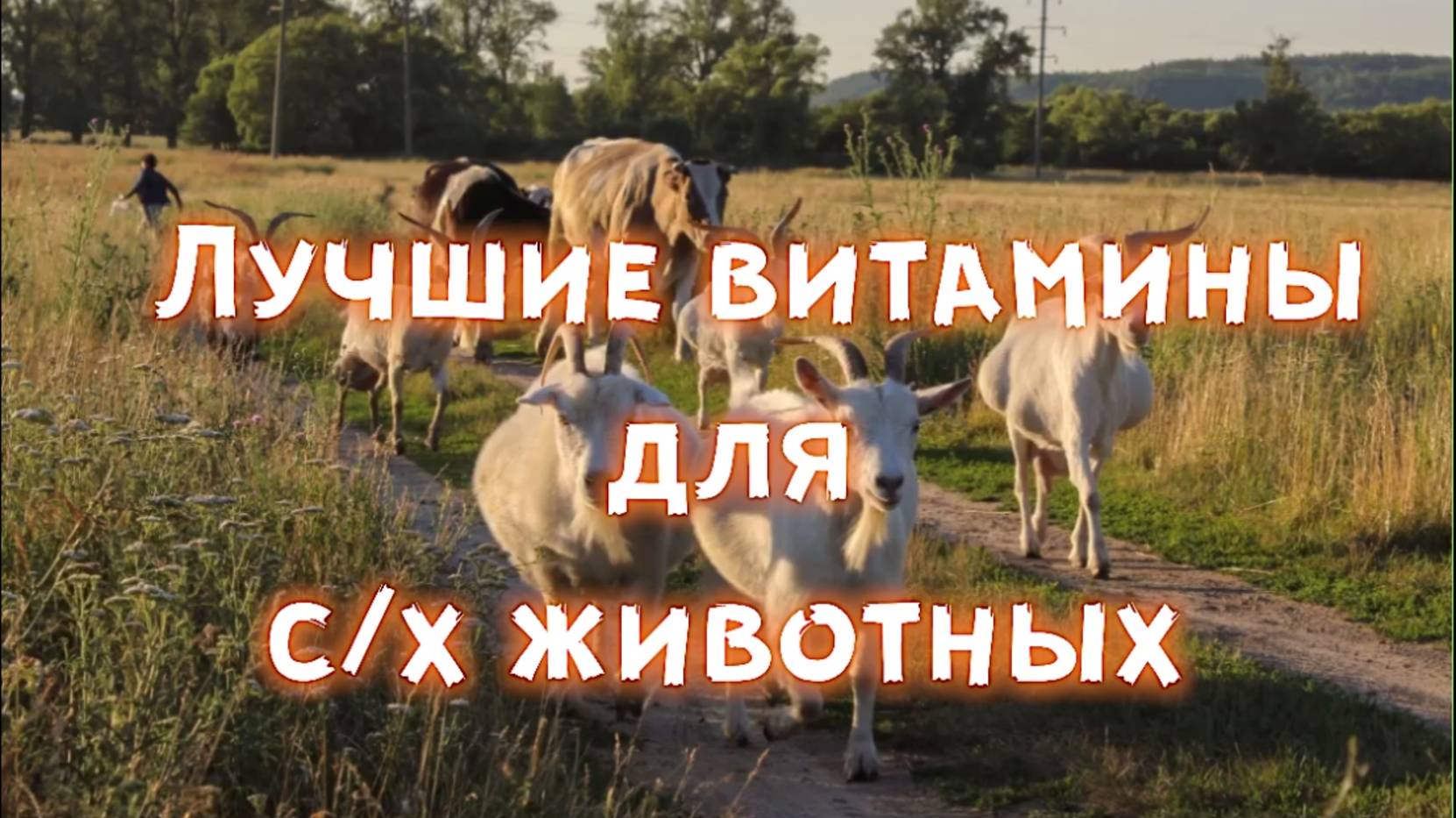 Лучшие витамины для С/Х животных