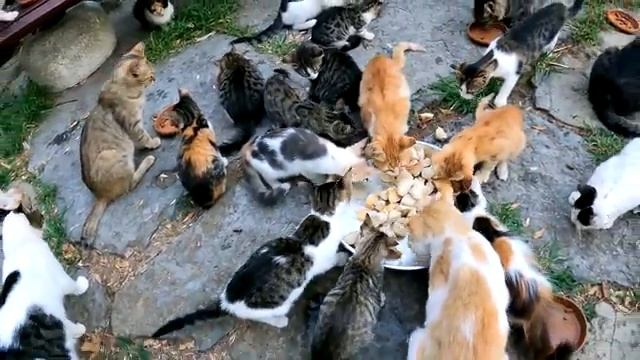 Он посвятил жизнь кошкам