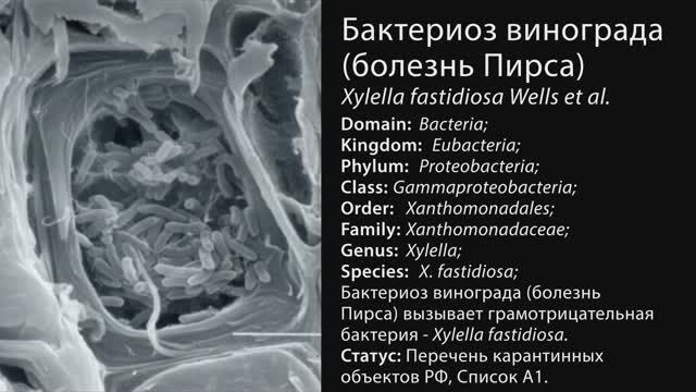 Бактериоз винограда