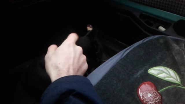Леся в роще