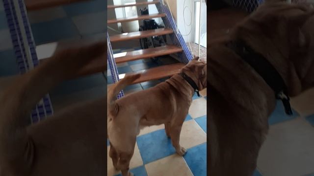 2025-01-22-135228783.mp4