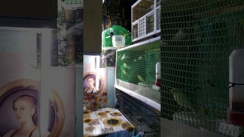 Кенар певчий русский овсяночный напев