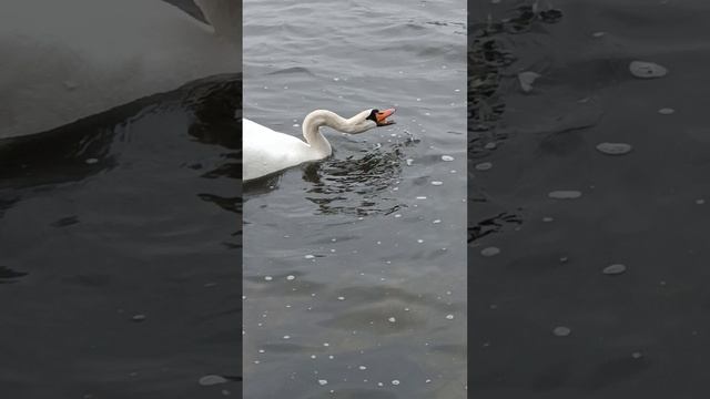 Лёгкий перекус.