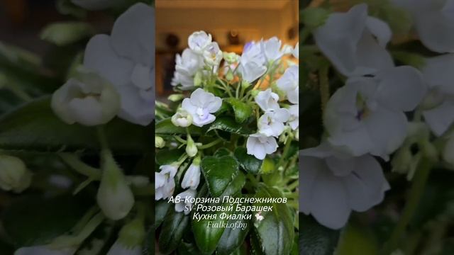🐇🍒🌸SV-Розовый Барашек -премьера,  АВ-Корзина Подснежников - продолжаем распускаться,  Dn-Рожева