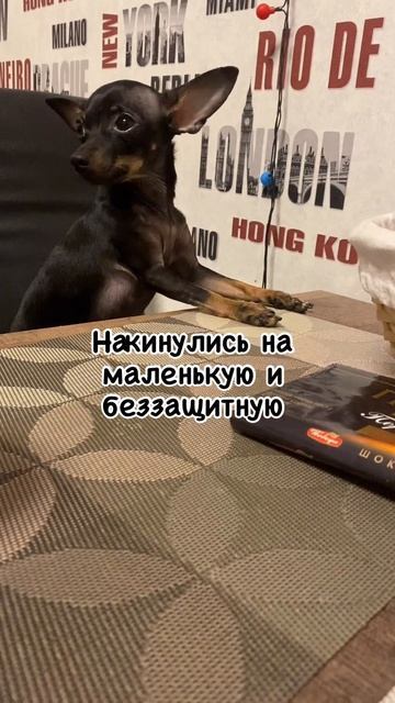 Злые они #смешныеживотные
