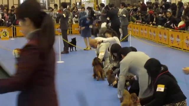 中部ＦＣＩインターナショナルドッグショー