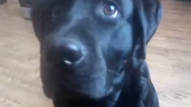 Фундаментальная теорема обучения собак русскому яз