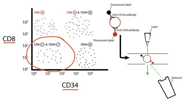 Section III - Flow Cytometry