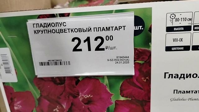 Новинка. 2025 год. Гладиолусы в Леруа Мерлен (Лемана Про)