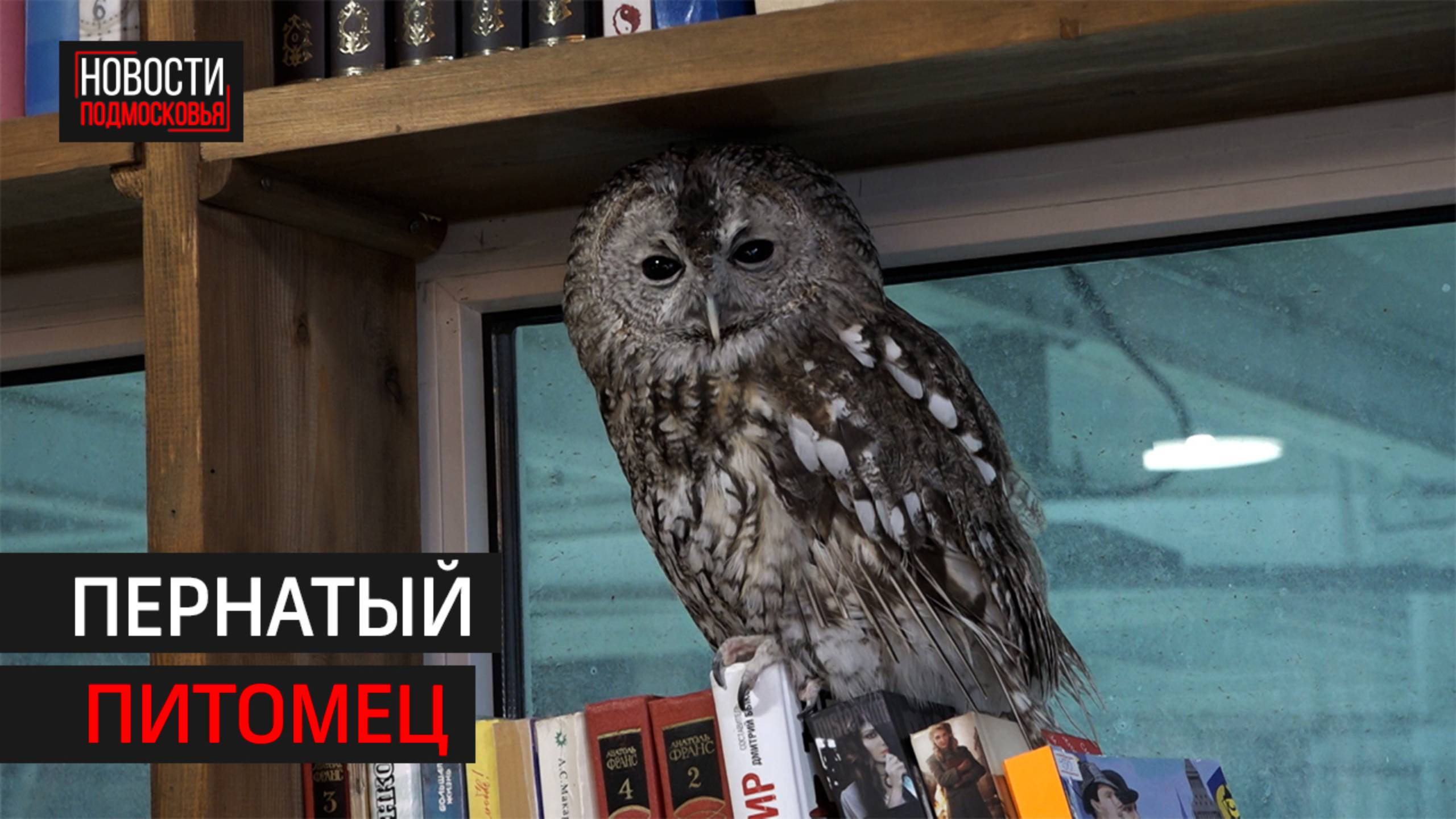 Сова стала талисманом техцентра в Балашихе