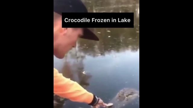 Свежие приколы, смешные видео и ситуации, забавные видео с животными