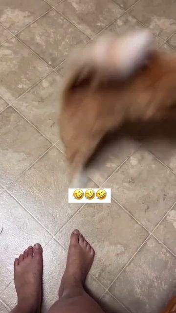 Забавные КотЭ