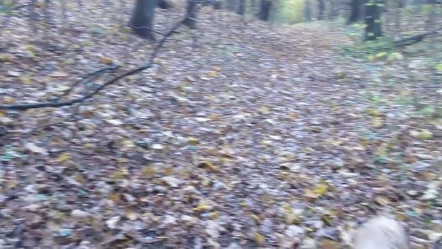 Тибетский терьер - Осень-2011(октябрь)
