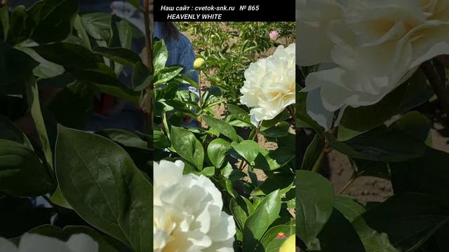 Пион Heavenly White. Цветение 2022 года / Сад Ворошиловой