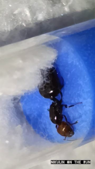 Муравьи Crematogaster scutellaris (Красноголовый остробрюхий-муравей)