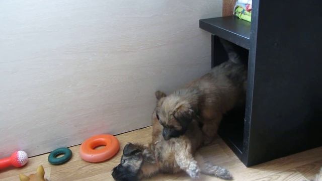 Нашим щенкам 1.5 месяца! часть3