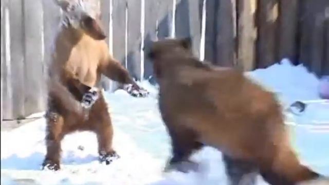 Медведи в частном подворье!  Шалун и Ворчун