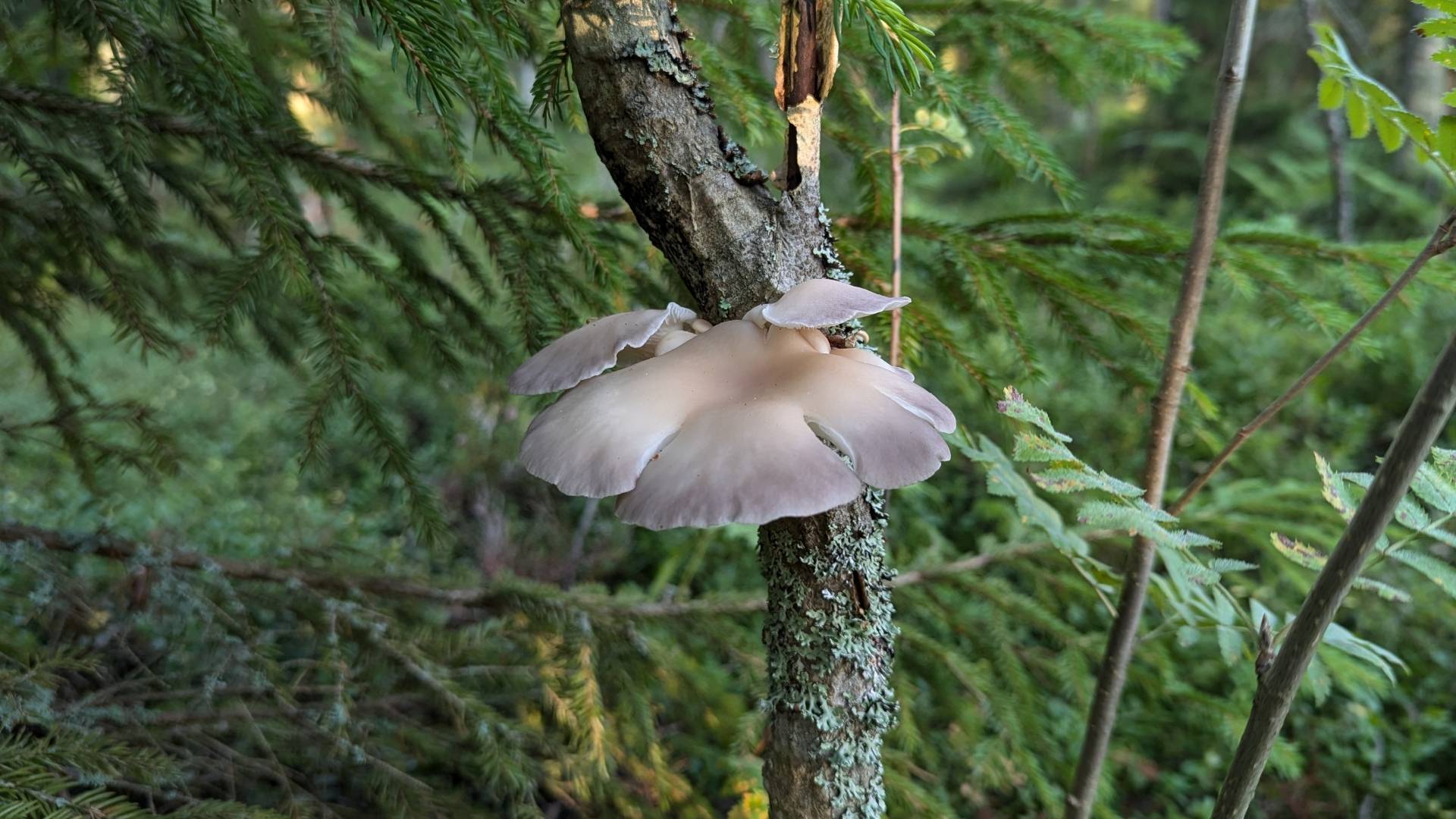 Вёшенка лёгочная (Pleurotus pulmonarius). Как выглядит гриб на месте произрастания.