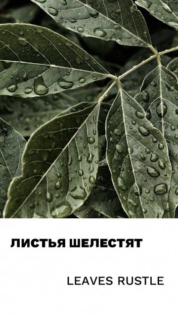 Шелест