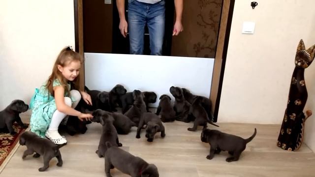 Собака родила 15 щенков! Ветеринар присмотрелся к ним и не поверим своим глазам