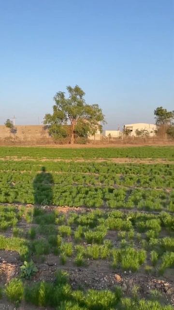 Cumin (jeera) #gujrat #jamnagar