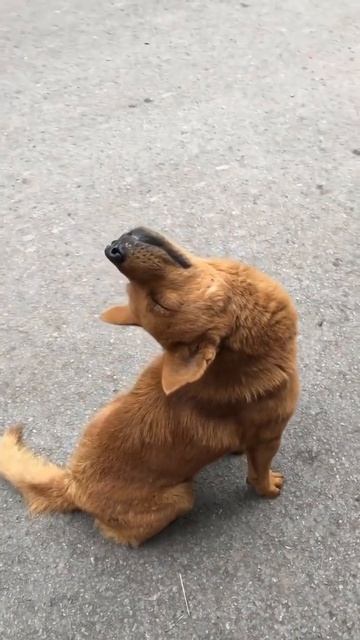 Пес под кайфом