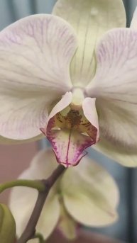 "Укладка" всё же идёт не только женщинам,но и орхидеям. Яблонька-лемон подпольная кличка лесной орех