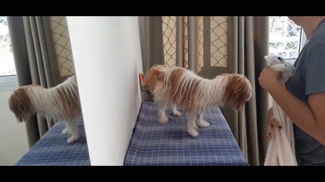 banho em lhasa apso