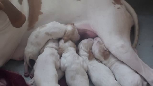пойнтер щенки пойнтера