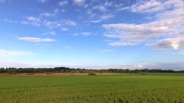 АНГЛИЙСКИЙ СЕТТЕР КАМХАНТИНГ ОРИО. ОХОТА НА ДУПЕЛЯ