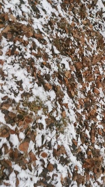 VID_20250127_102255.mp4
