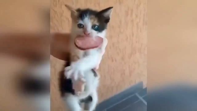 Милые и смешные видео с животными #юмор #животные