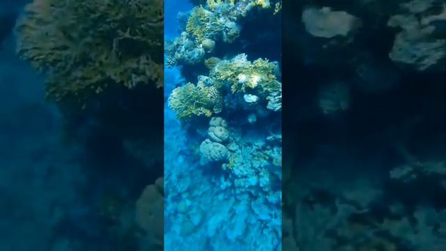 #красота морской природы.mp4