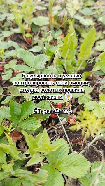 Регулярность и эмоции #регулярность #эмоции #ГараевДамир #regularity #emotions #GaraevDamir #shorts