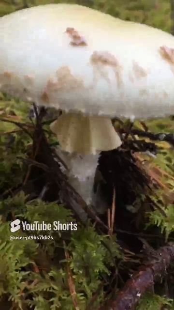 Красавица бледная поганка#Beautiful pale toadstool #sorts #лес #forest