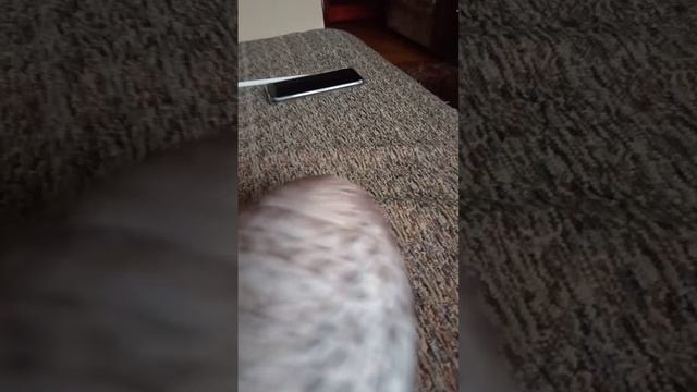 2часть про хренобуса