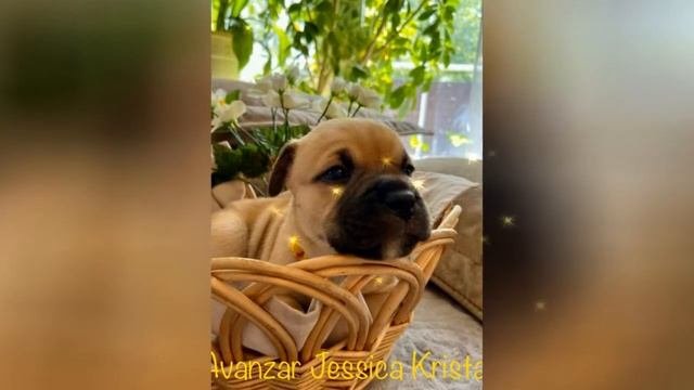щенки ка де бо Аванзар