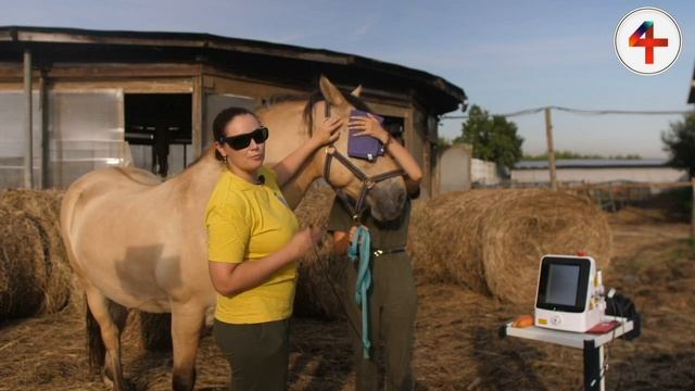 Эффективное лечение в области височно-нижнечелюстного сустава у лошадей ВИЛТ (1)