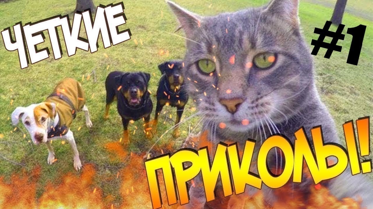 Смешные видео с животными #юмор #развлечения #нарезка #смех #рекомендации