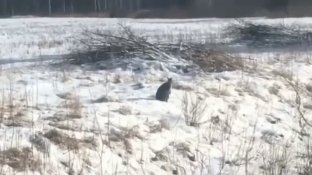 🦘Под Кубинкой в Московской области на поле жители заметили кенгуру🦘