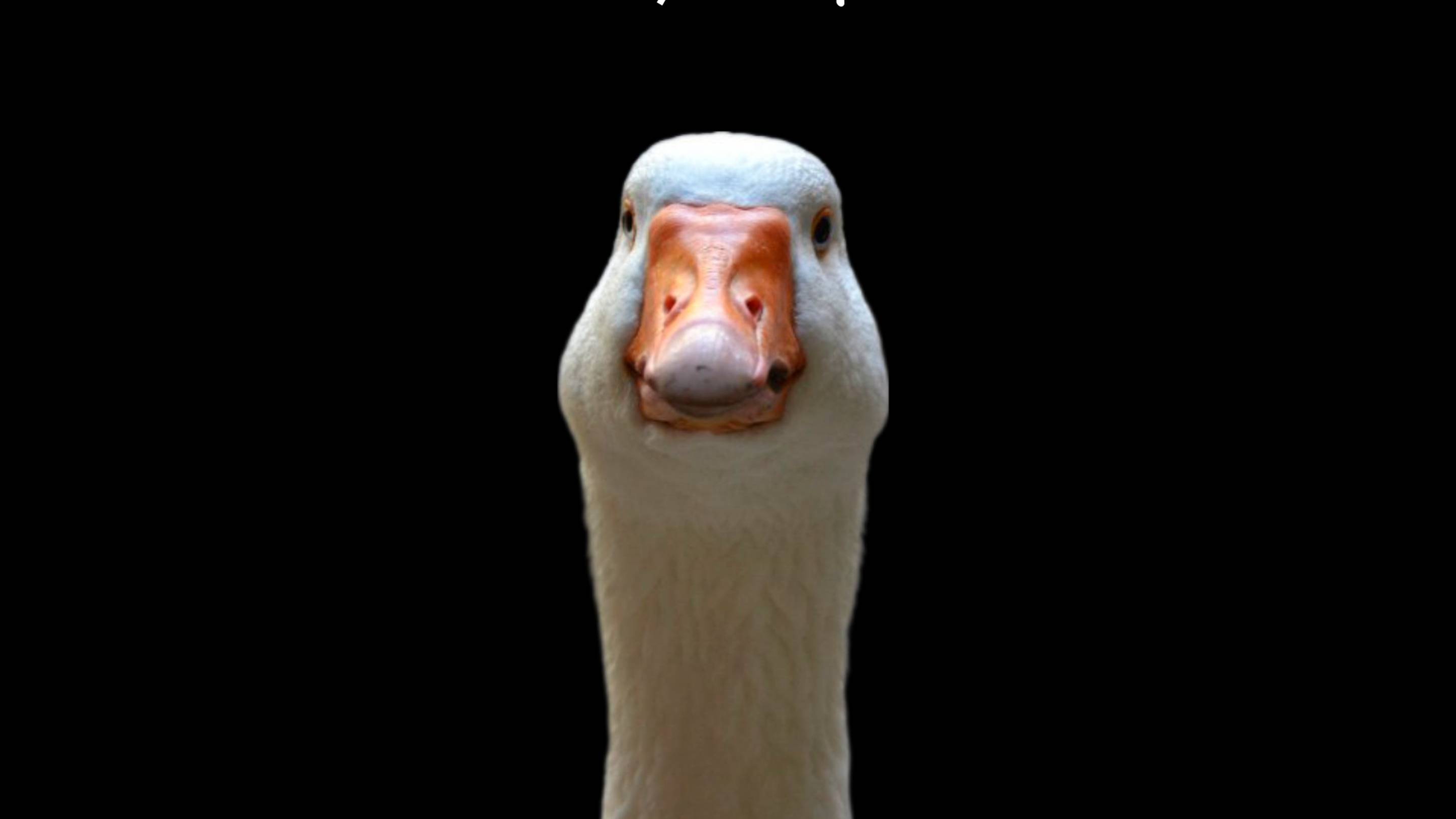 Мувик
