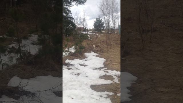 IMG 0996 Что умеют шалайки в 3 месячном возрасте