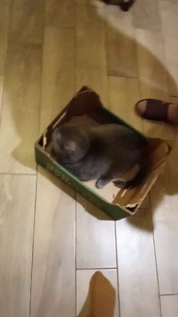Васёк катается на коробке