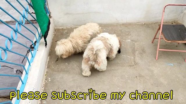 Lhasa apso female puppy only 5000/Please watch full video