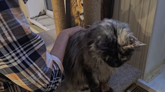 Царь не в духе!😼