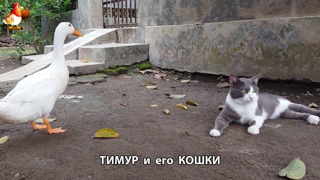 Пекинский селезень Тимур и его кошки 🥰 серия (43)